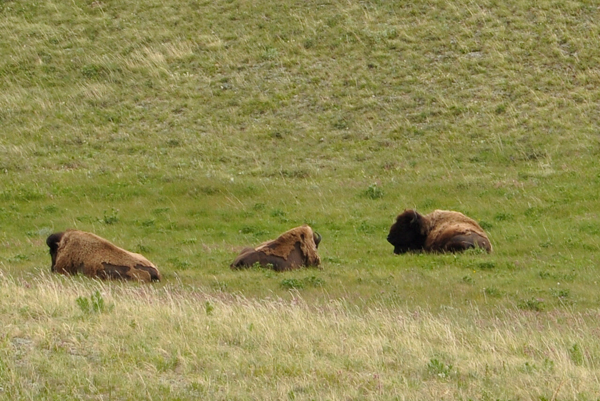 bison - buffalo